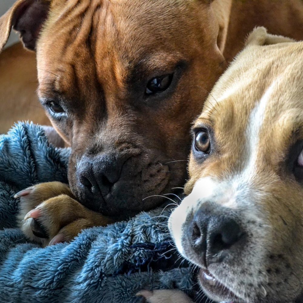 staffie et chiot american bully