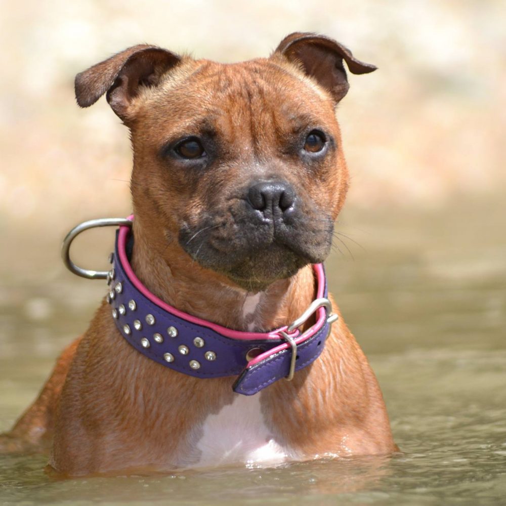 Staffie eau