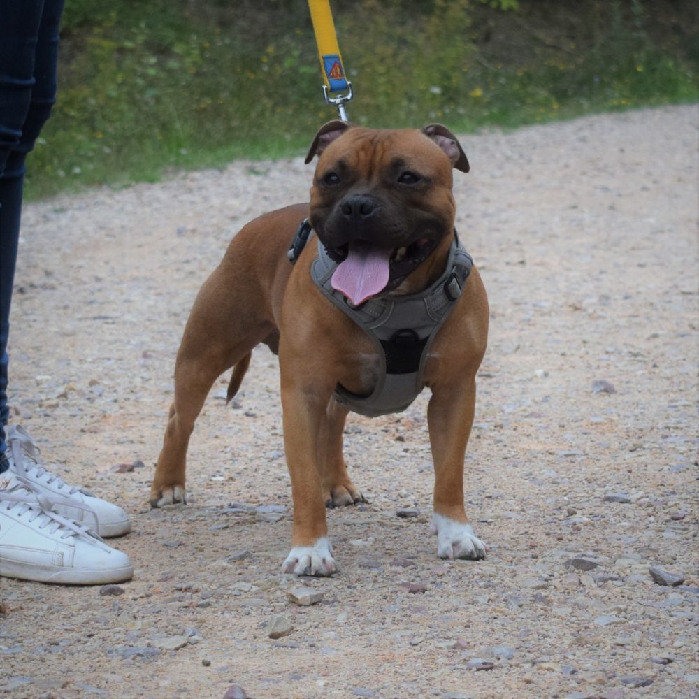 Mâle staffordshire bull terrier fauve