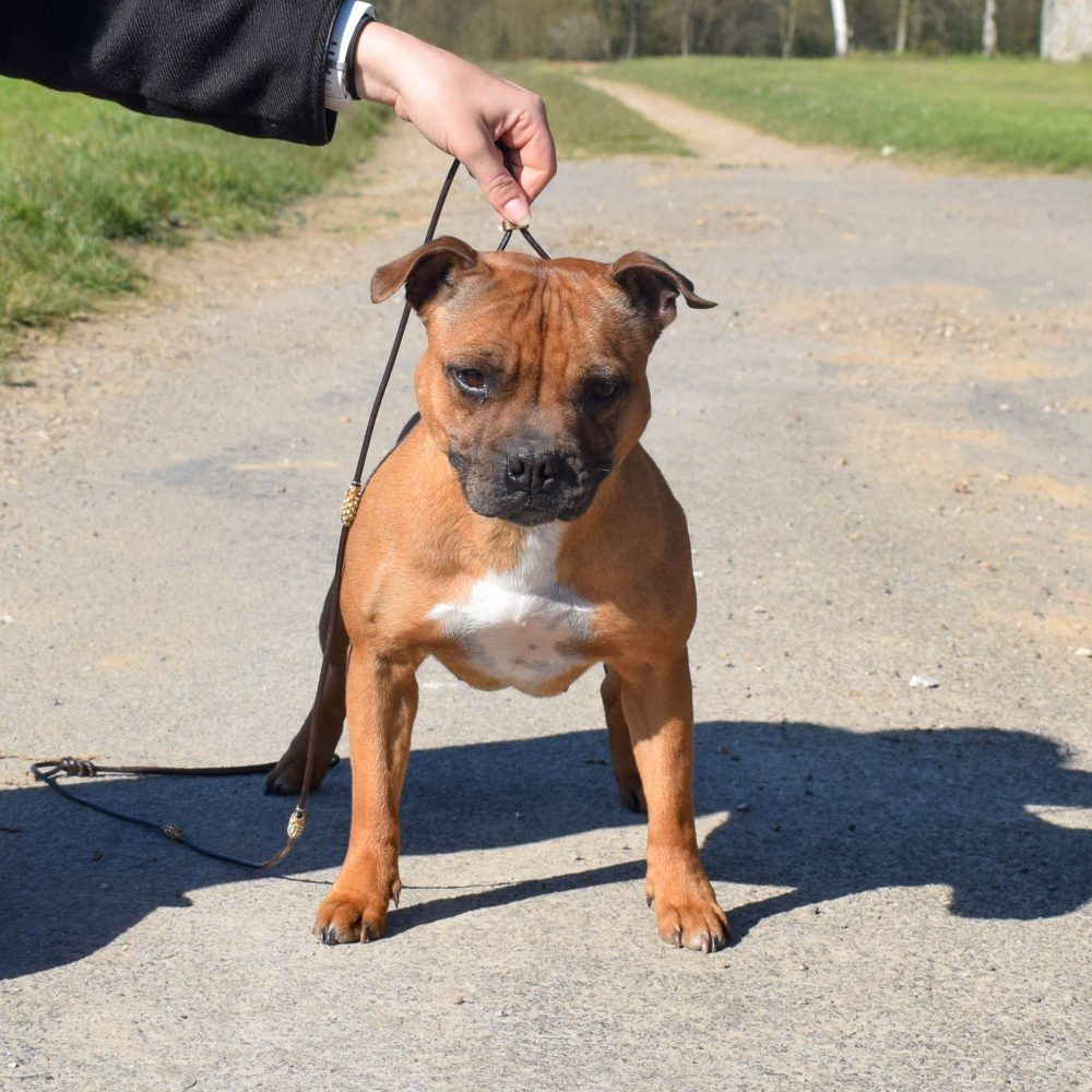 staffordshire bull terrier fauve