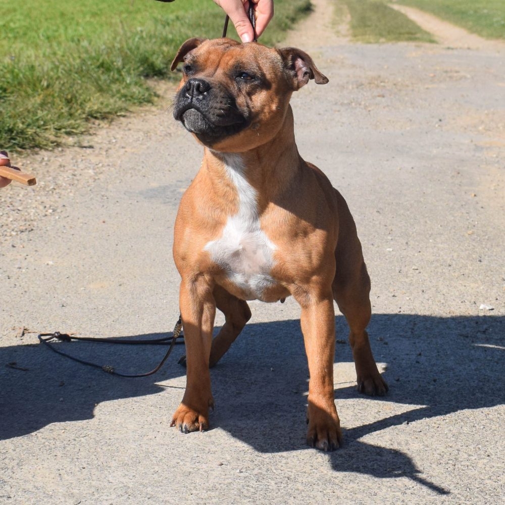 staffordshire bull terrier femelle