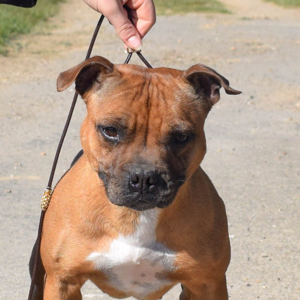 staffie type balenced